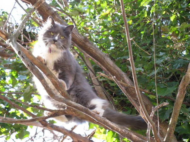 Yes, Abbey is one of our cats. Don't judge. He is fur children.