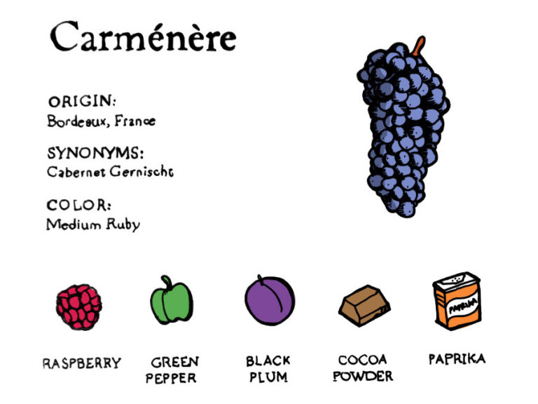Carmenere-taste-profile-illustration-excerpt-768x576